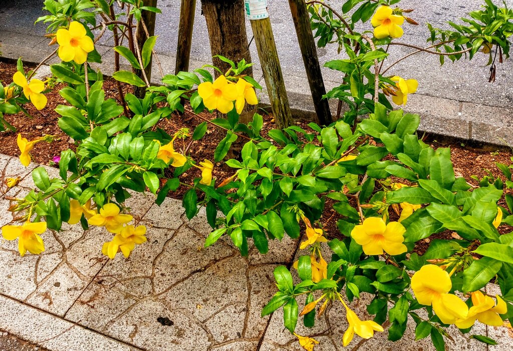 黄色い花 アラマンダ 花言葉は楽しい追憶 令和元年から沖縄定住生活を始めた