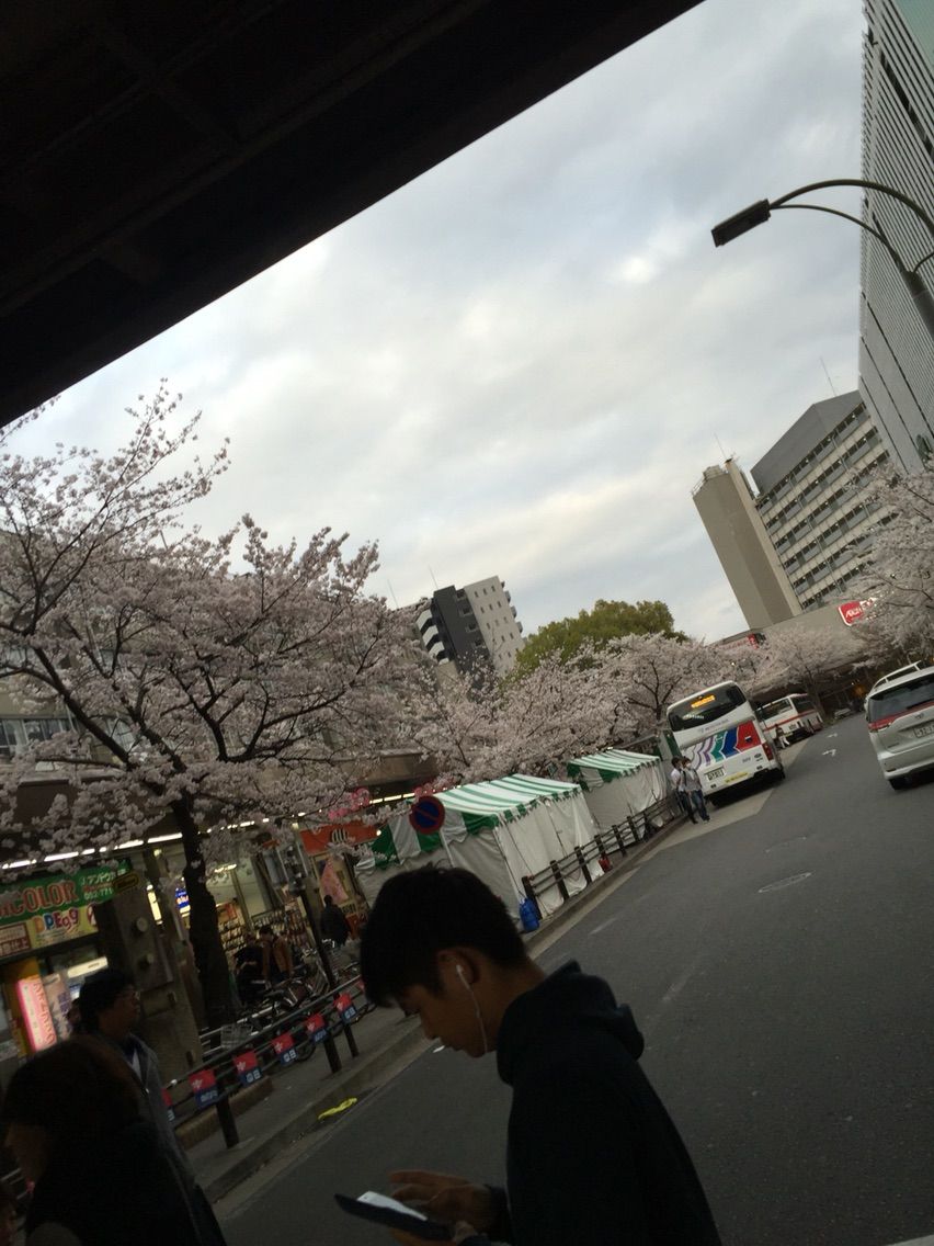 お花見 リトルリリーの美食探訪