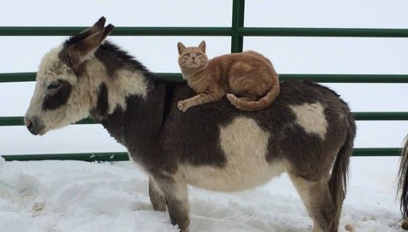 牧場の警備にいそしみながらもいつのまにか馬たちを制していた牧場王としての猫