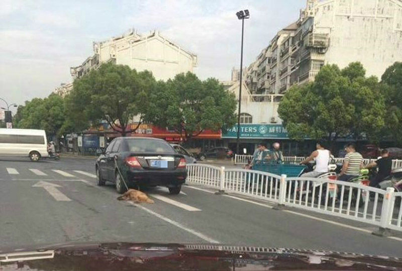 【画像】犬を車に縛り付けたまま走行し引きずる写真が問題に　飼い主「前日に繋いだままだったわｗ」