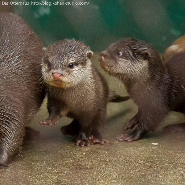 【画像】オオカワウソの子どもが可愛くない