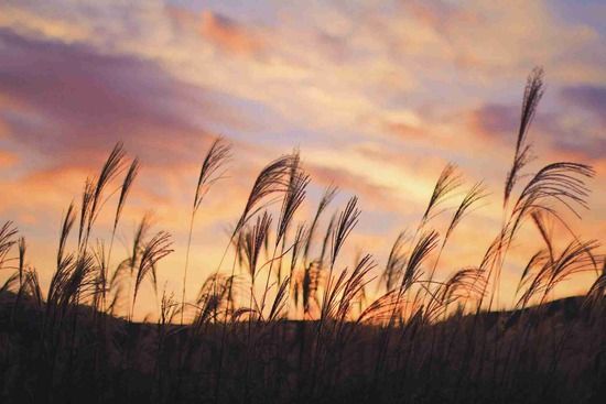 【画像大量】とても癒される日本の美しい風景を紹介していく。