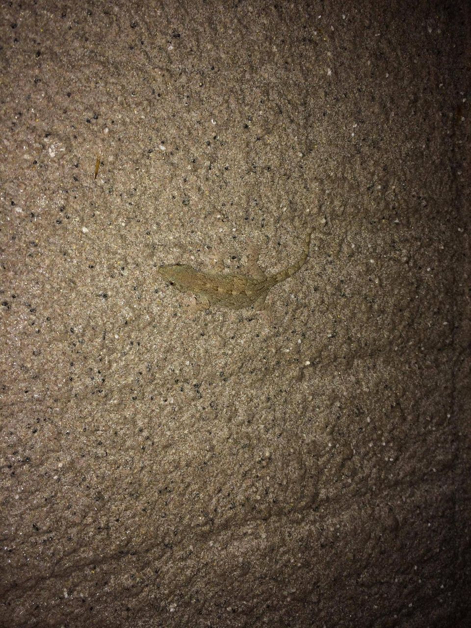 なんj民 スズメバチは世界最強 日本の誇り 閲覧注意 灰色ちゃんねる