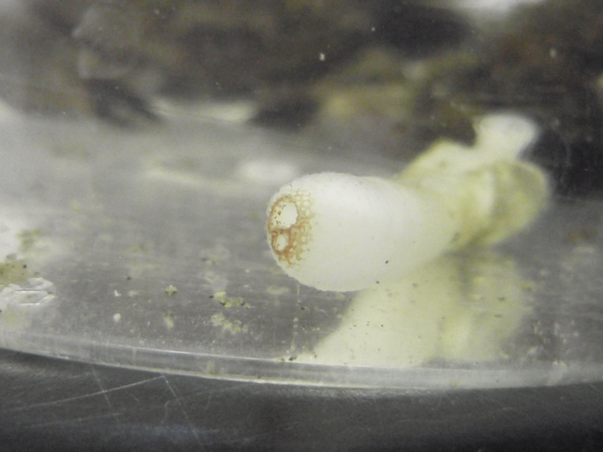 貝の見分け方講座④ : 館山の海より