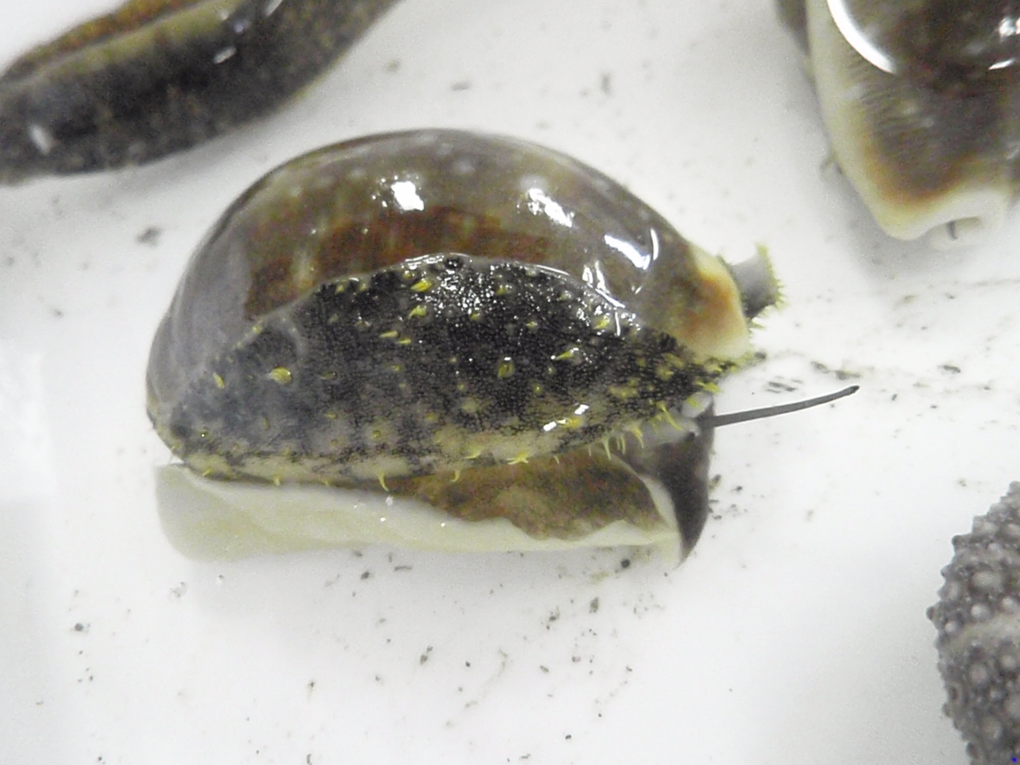 貝の見分け方講座 館山の海より