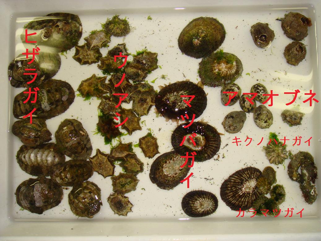 食べてみたシリーズ第1段 貝編 館山の海より