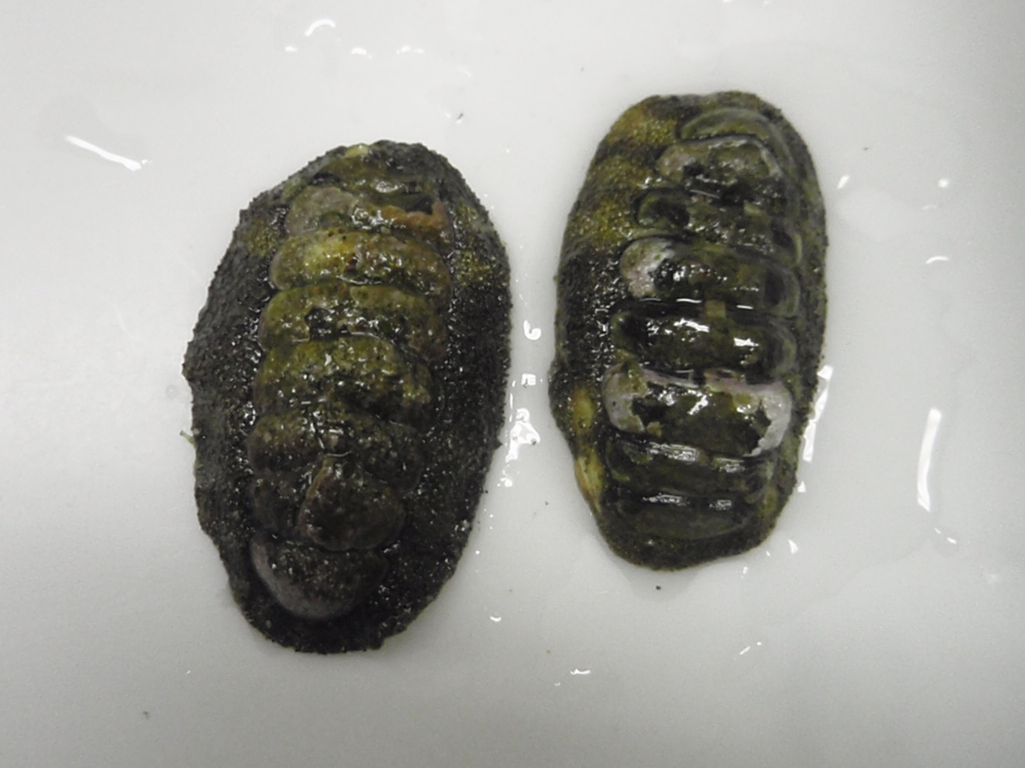 海辺の生物体験まとめ その 館山の海より
