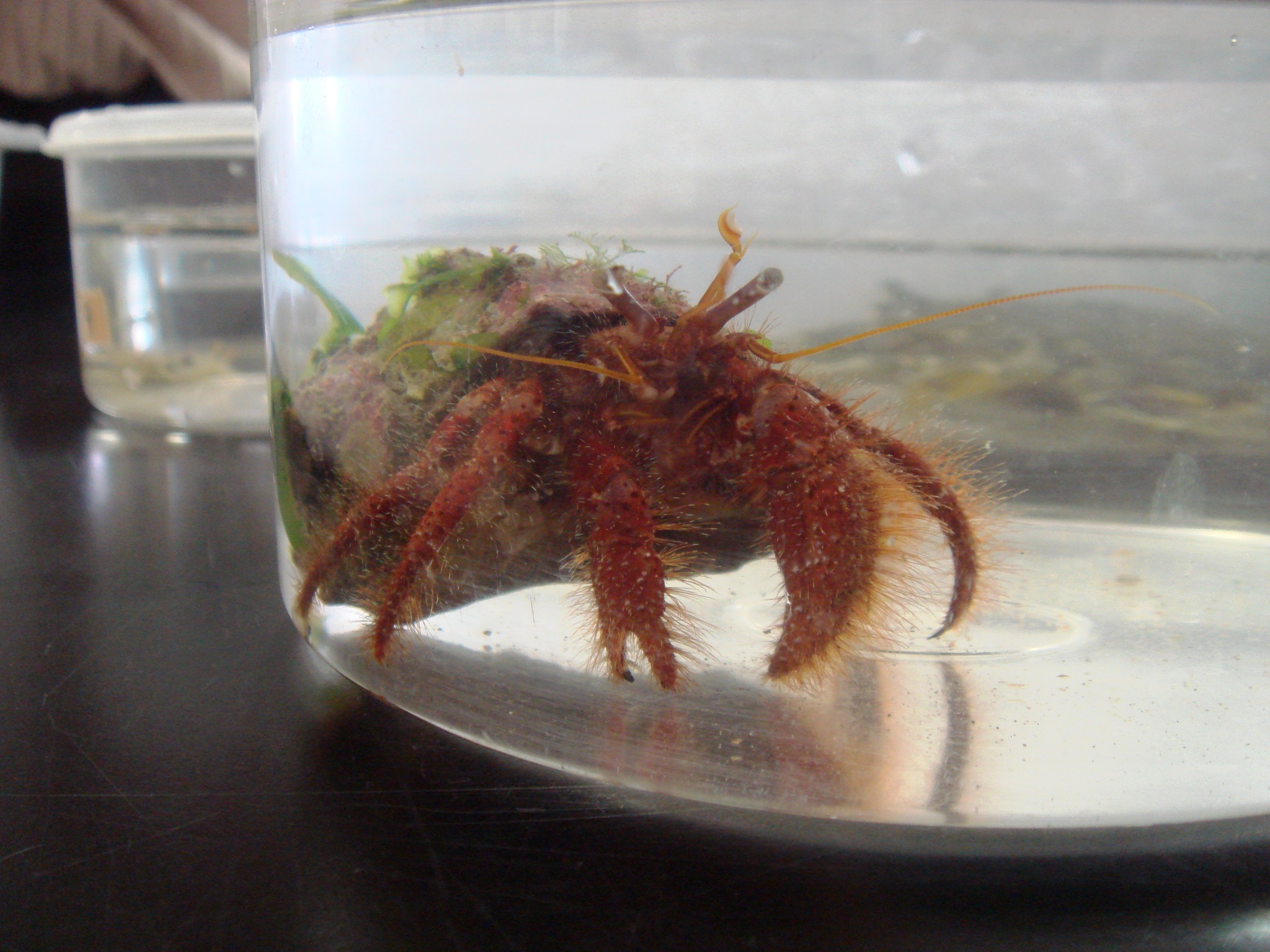 館山の海より 磯図鑑 Livedoor Blog ブログ