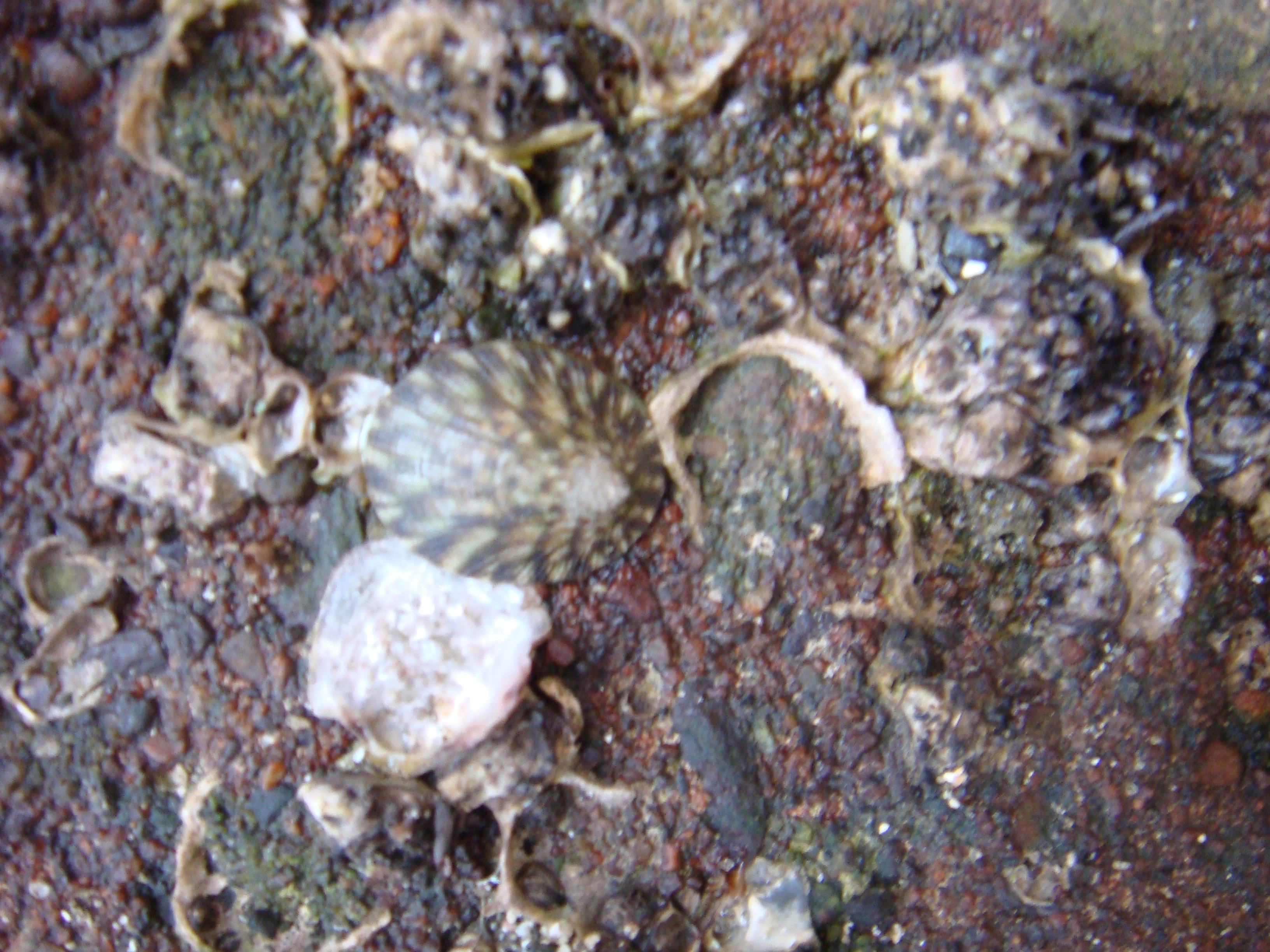 Patellaで実験してたら Patellaをうちつけました 館山の海より