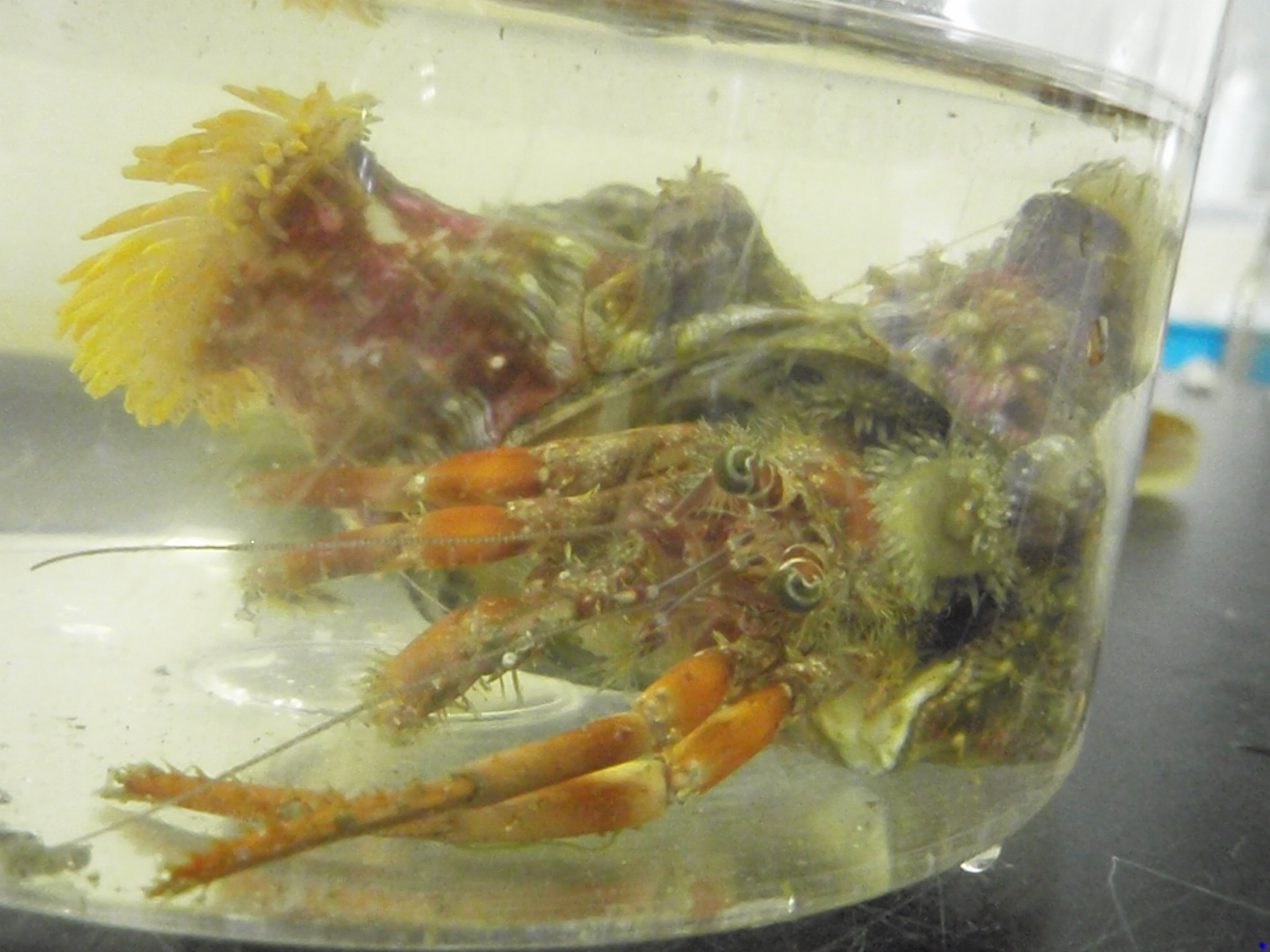 動物系統学実習 4日目 テスト日 館山の海より