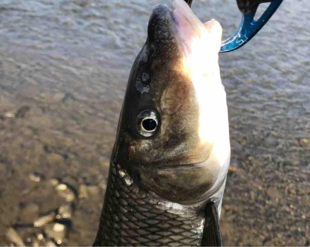 バサーがライバル 242 埼玉シーバスうお ず 魚 S