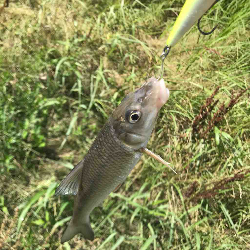 お久しぶりデイゲーム 9 埼玉シーバスうお ず 魚 S