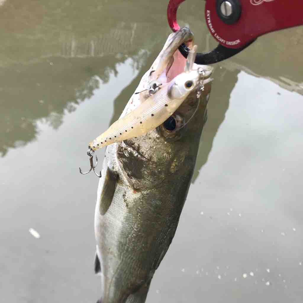 埼玉シーバス デイ ナイトゲーム 268 埼玉シーバスうお ず 魚 S