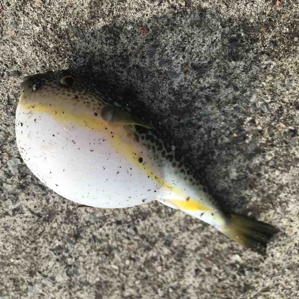 福島遠征 小名浜 沖堤 おまけ地元 260 埼玉シーバスうお ず 魚 S