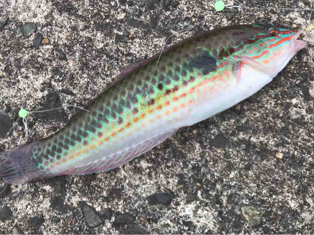 木更津沖堤 アジ キス カワハギ タコ コチ 狙い 267 埼玉シーバスうお ず 魚 S