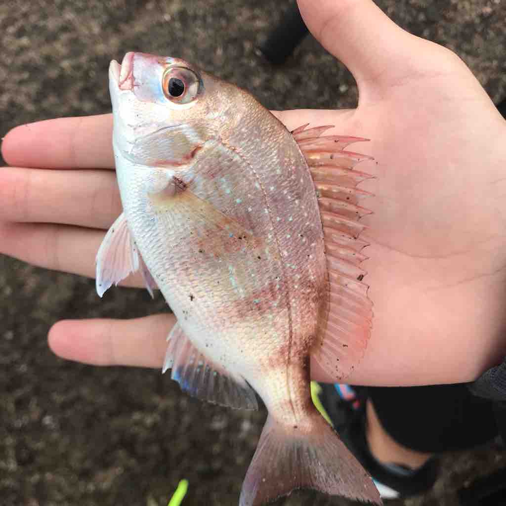木更津沖堤 アジ キス カワハギ タコ コチ 狙い 267 埼玉シーバスうお ず 魚 S