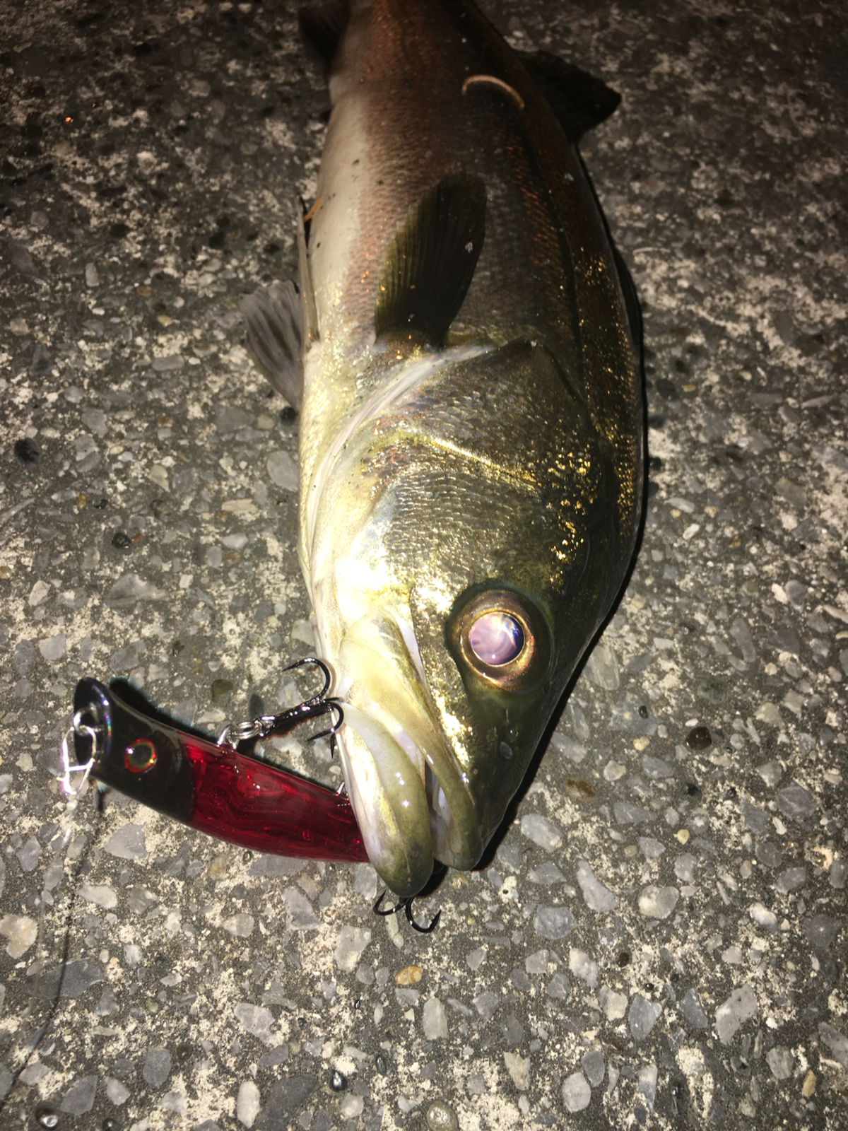 東京シーバス73 上げ潮バチパターン 東京シーバス