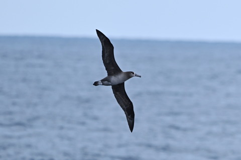 クロアシアホウドリDSC_7011 (1)