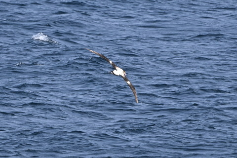 アホウドリDSC_7373 (1)