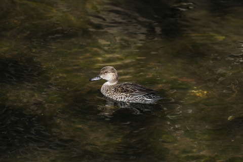 DSC003980002