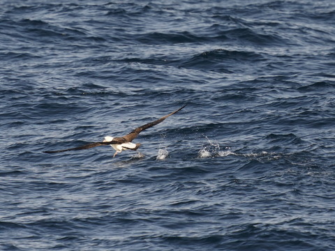 コアホウドリDSC08244 (1)