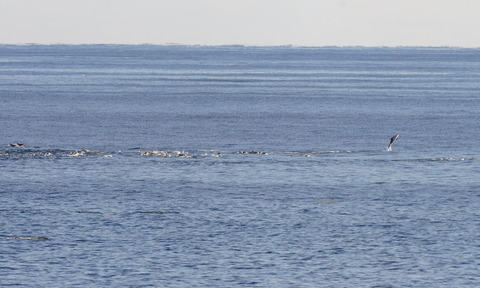 カマイルカじゃんぷDSC00598