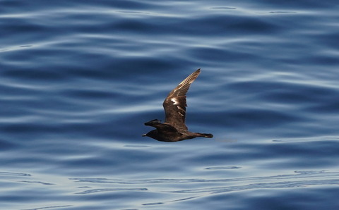 トウゾクカモメ暗色ADDSC00471