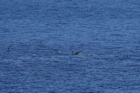 マグロとオオミズナギドリDSC05215