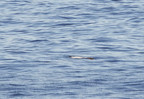 マンボウDSC01212