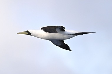 アオツラカツオドリDSC_4157