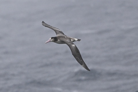 アホウドリDSC_6290 (1)