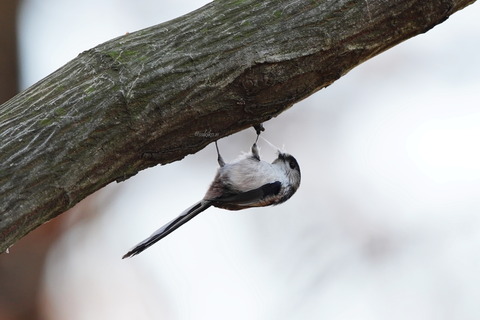 エナガ巣材集めDSC01646