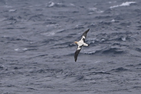 アホウドリDSC_5963 (1)