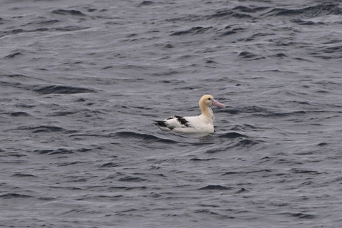 アホウドリDSC_5880 (1)