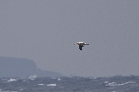 アホウドリDSC_5970 (1)