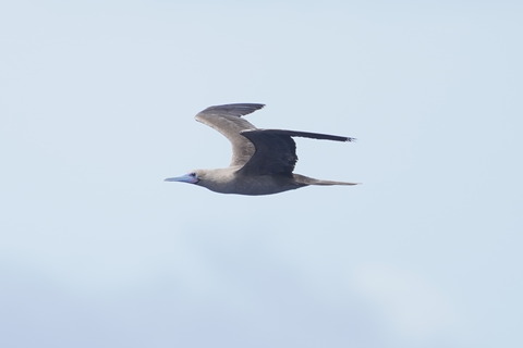 アカアシカツオドリ成鳥褐色型DSC01995 (1)