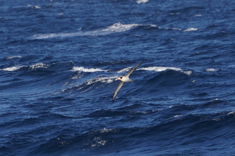 アホウドリ4歳DSC04500 (1)