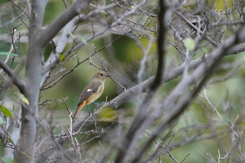 ジョウビタキ♀DSC08495 (1)