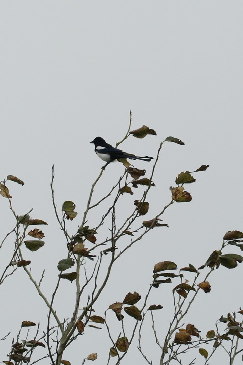 カササギDSC05888 (1)