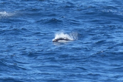 イシイルカリクゼン型DSC09804