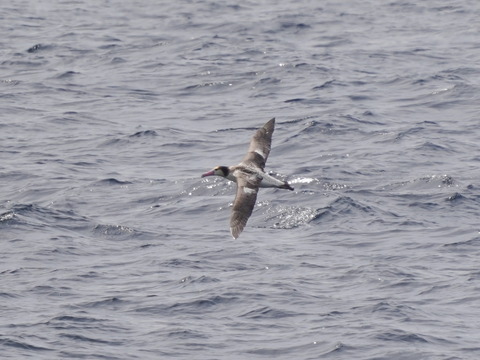 アホウドリ亜成鳥DSC08111 (1)