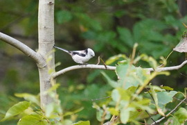 シマエナガDSC05957 (1)