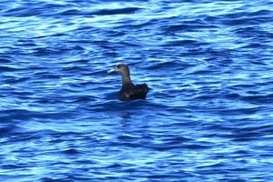 クロアシアホウドリ幼鳥DSC_7345