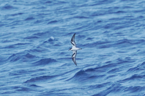 シロハラミズナギドリDSC01797 (1)