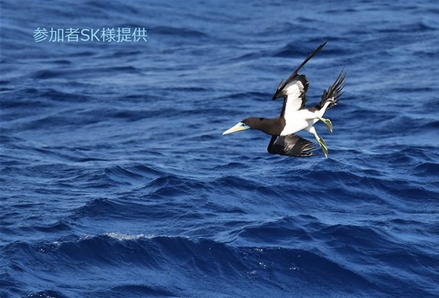 カツオドリ♂[4029]佐久間