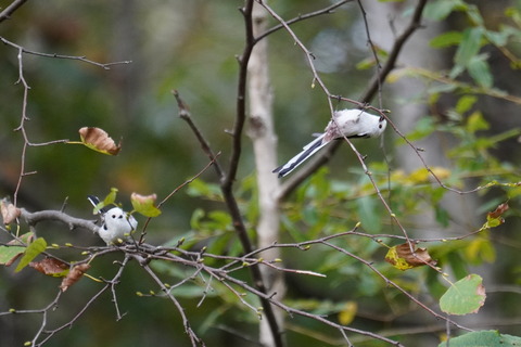 シマエナガDSC05916 (1)