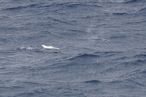 アカアシカツオドリDSC00379 (1)