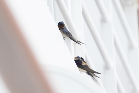 ツバメとコシアカツバメDSC06139 (1)