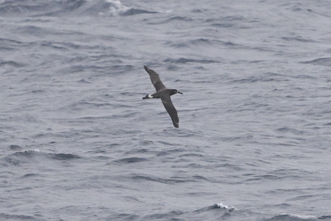 クロアシアホウドリDSC_6759 (1)