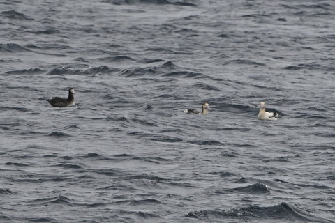 アホウドリDSC_5810 (1)
